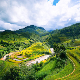 landscape terrace rice ricefield vietnam