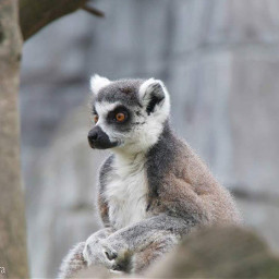 lemure zoom zoompark