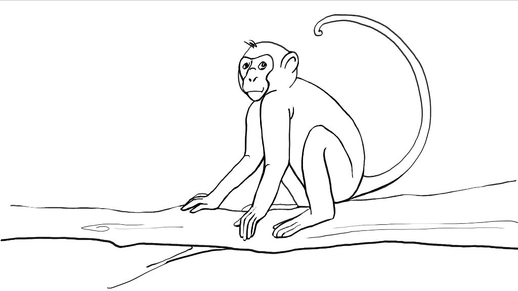 color monkey drawing