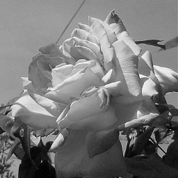 flower blackandwhite blossom vintageivoryeffect photography