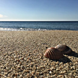 beach shells sea sand weekend wppsummerblues